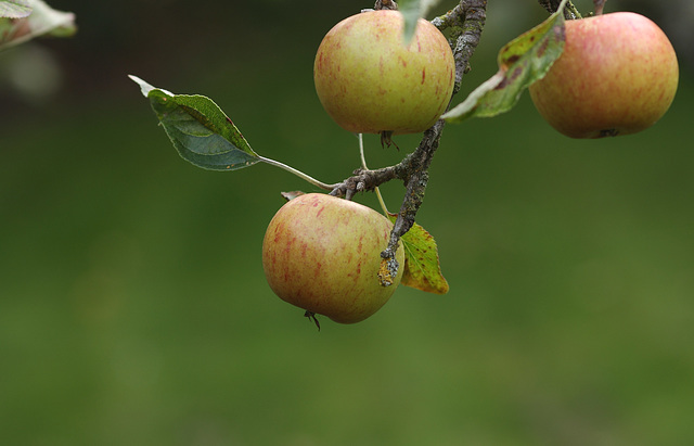 Cox apples