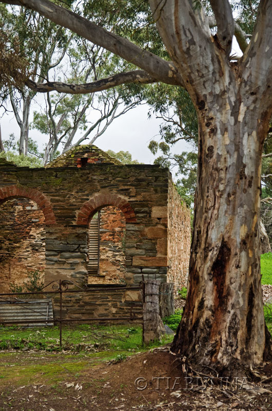 Under the gum tree