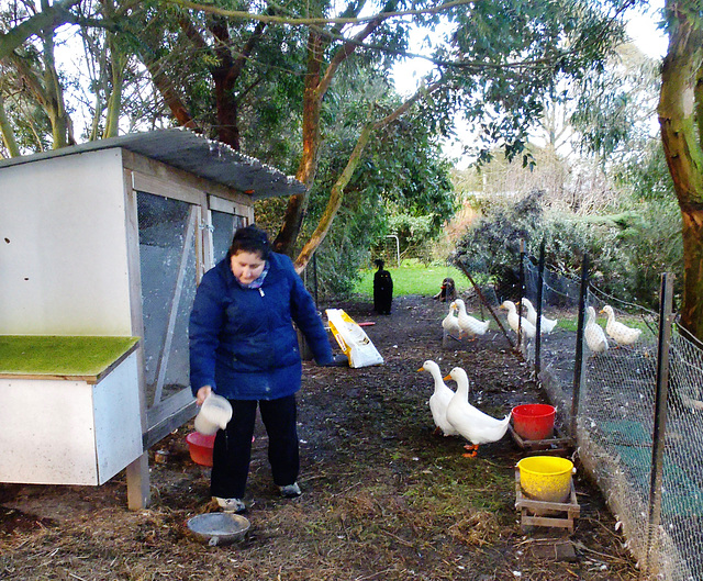 Yanina putting the ducks to bed