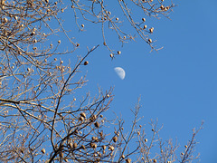 waxing gibbous