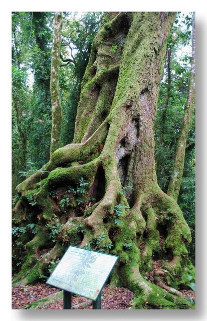 Ancient Antarctic Beech, Springbrook National Park, Queensland, Australia