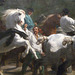 Detail of The Horse Fair by Rosa Bonheur in the Metropolitan Museum of Art, May 2010
