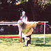 Fighters at the Fort Tryon Park Medieval Festival, Oct. 2002