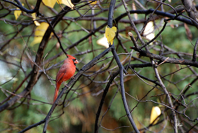 Cardinal