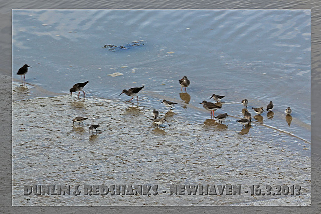 Dunlin & Redshanks - Denton Island - 16.3.2013