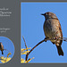 Dunnock or Hedge Sparrow East Blatchington 27 1 2012