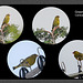 Green Finch collage Seaford 18 7 2011