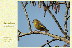 Greenfinch Southease 28 3 2012
