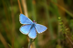 Adonis Blue Butterfly