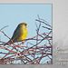 Greenfinch - Tidemills - 19.2.2013