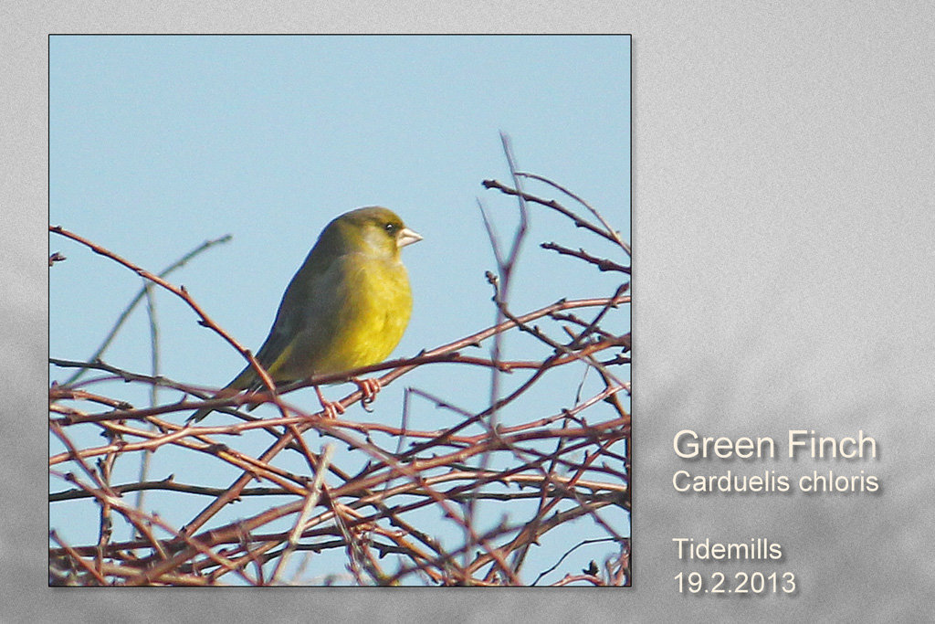 Greenfinch - Tidemills - 19.2.2013