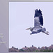 Grey Heron taking off - Lottbridge - Eastbourne -  31.7.2013