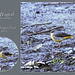 Grey Wagtail - East Blatchington Pond - 27.1.2012