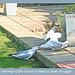 Herring Gulls beak to beak - 20.4.2011