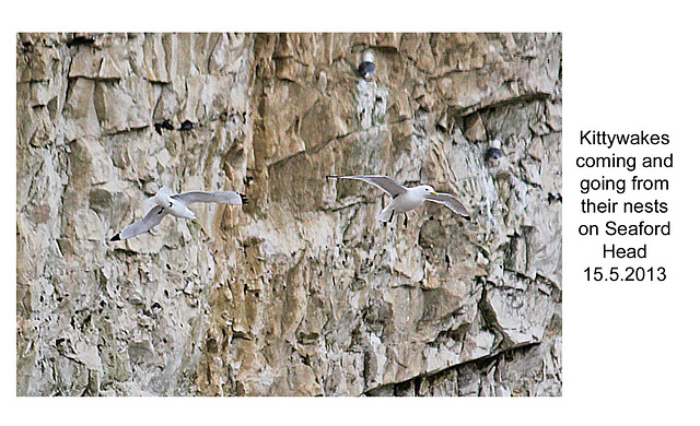 Kittiwakes flying - Seaford Head - 15.5.2013