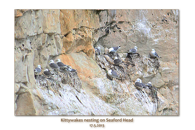 Kittiwakes nesting on Seaford Head - 17.5.2013