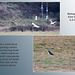 Lapwings & Gulls Bishopstone 6 2 2012 4web