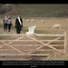 Little Egret & visitors 7 Sisters 23 2 2012