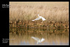 Little Egret 7 Sisters 23 2 2012