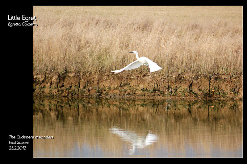 Little Egret 7 Sisters 23 2 2012