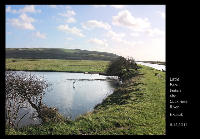 Little Egret Cuckmere Exceat  9 12 2011