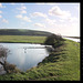 Little Egret Cuckmere Exceat  9 12 2011