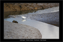 Little Egret Denton Island 25 10 2011