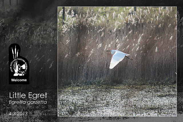 Little Egret OENR 4 3 2013