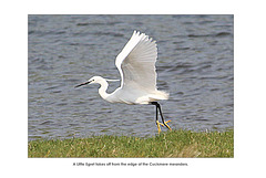 Little Egret takes off - Cuckmere - 25.4.2011
