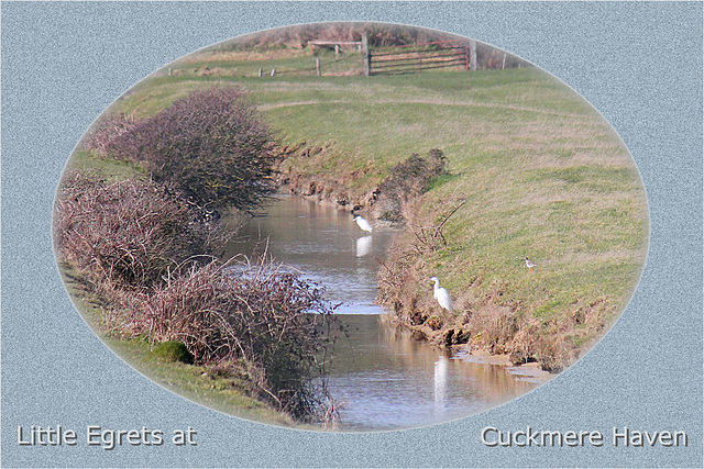 Little Egrets Cuckmere 11 3 2011