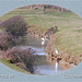 Little Egrets Cuckmere 11 3 2011