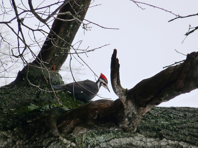 pileated woodpecker