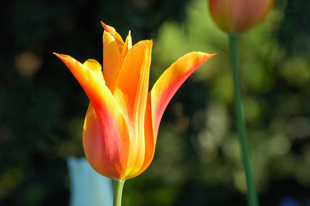 Tulipe.