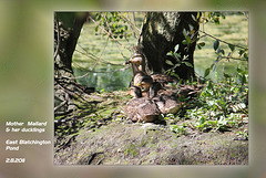 Mallard duck & ducklings - 2.8.2011
