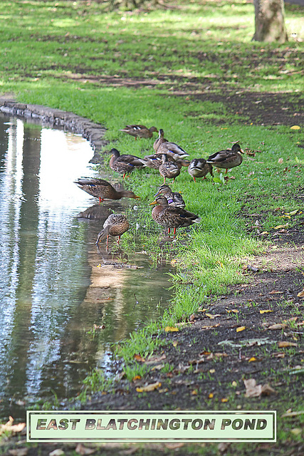 Mallard ducks convention EBP 13 8 2011