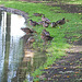 Mallard ducks convention EBP 13 8 2011