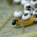 Buff-tip Moth Larva (Phalera bucephala)