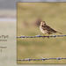 Meadow Pipit Cuckmere 23 2 2012