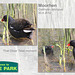 Moorhen & juvenile - Drove Park - Newhaven - 30.4.2012