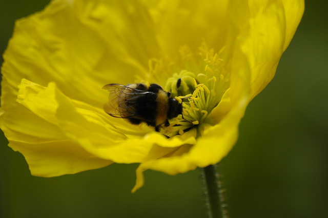 Bourdon sur un coquelicot.