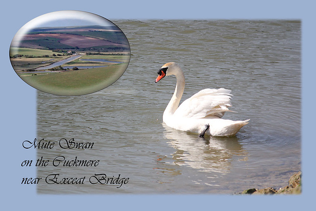 Mute Swan Exceat Bridge 11 3 2011