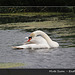 Mute swan Lottbridge 31 7 2013