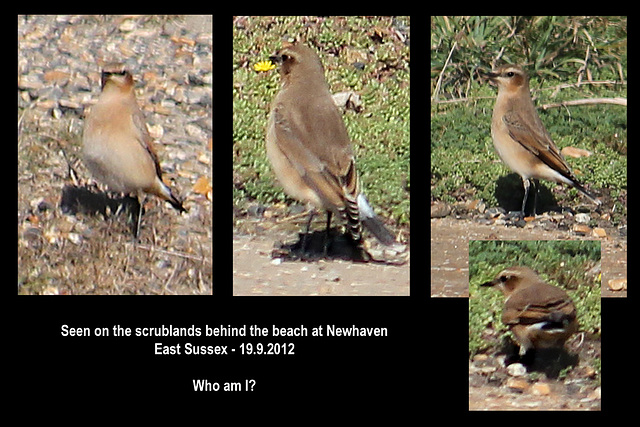 A Wheatear - Newhaven - 19.9.2012