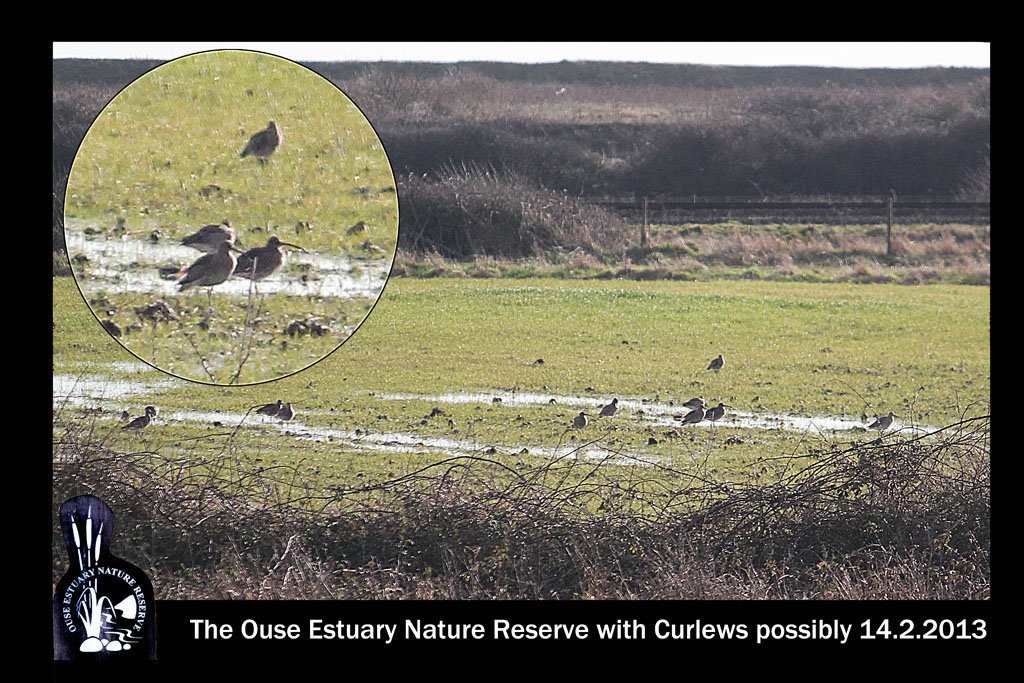 OENR with Curlews perhaps14 2 2013