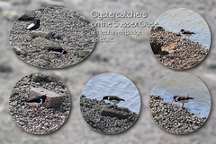 Oystercatchers - Newhaven - 9.6.2012