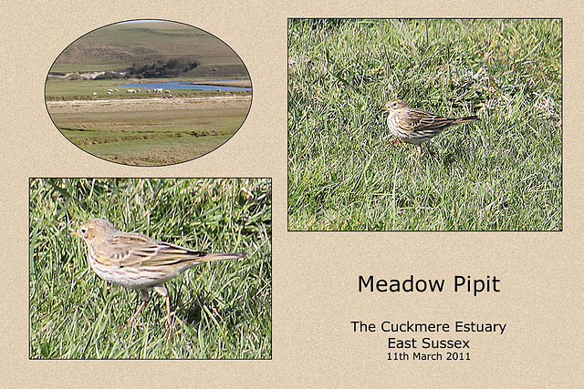 Pipit Cuckmere 11 3 2011