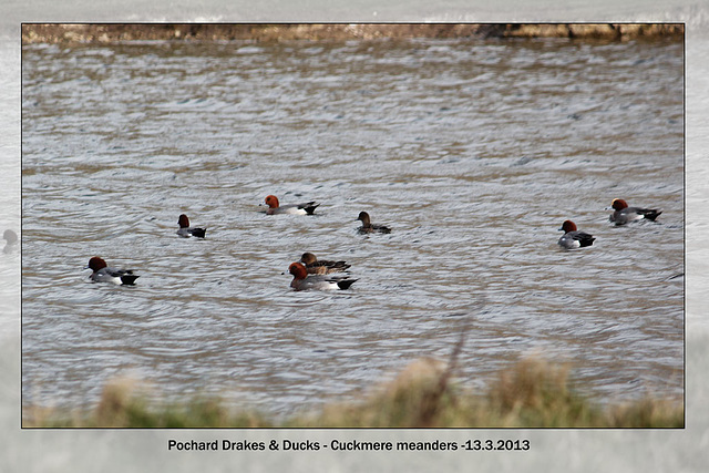 Pochard Cuckmere 13 3 2013