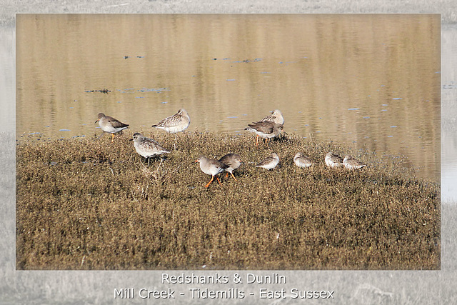 Redshanks & Dunlin Tidemills 11 2 2012