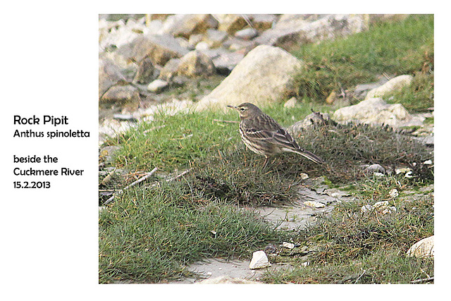 Rock Pipit Cuckmere 15 2 2013