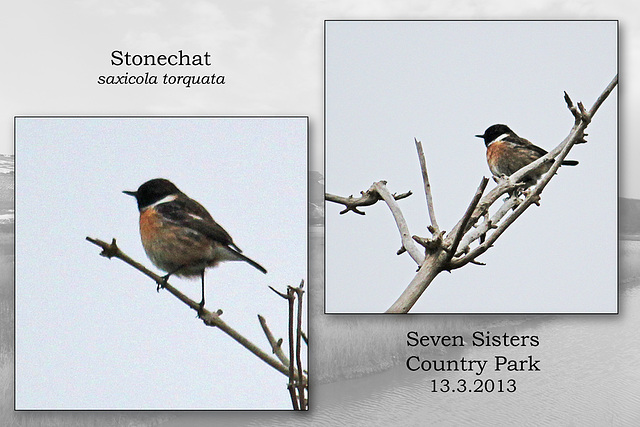 Stonechat Exceat 13 3 2013